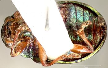 Media type: image; Entomology 9484   Aspect: habitus ventral view